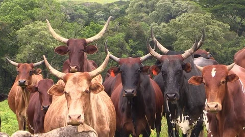 Zebu cows Video stock 81533099