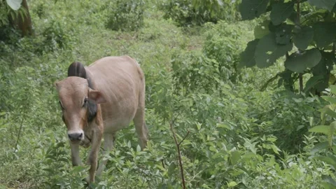 Zebu Humped Cattle Wagging Its Tail While Walking In The Pasture. - Stock Footage 272790117