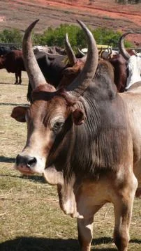 Zebu, Madagascar Stock Photos