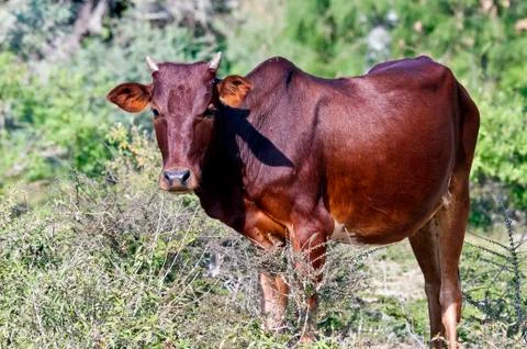 Zebu Stock Photos