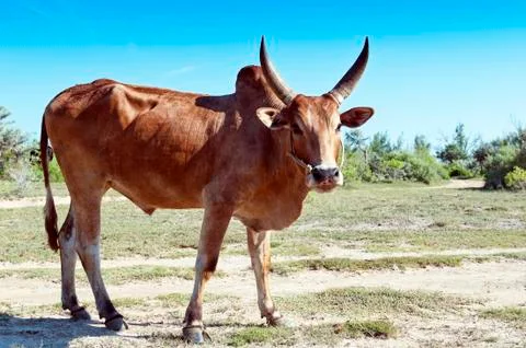 Zebu Stock Photos