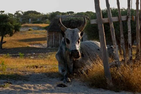 Zebu Stock Photos