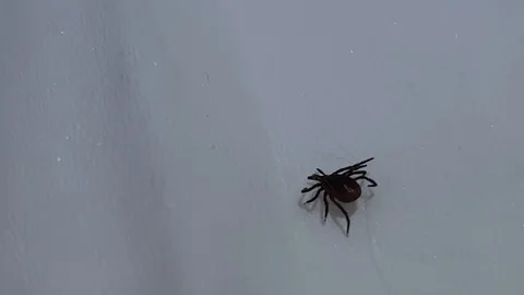 Zecke - Ixodes pacificus Stock Footage 119059940