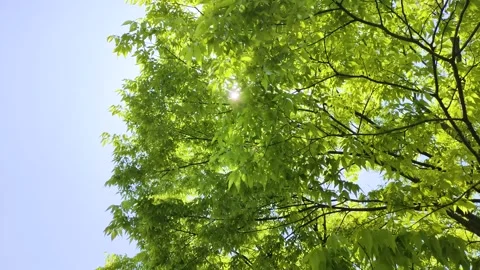 Zelkova tree and sunlight filtering through the leaves Stock Footage 303251356