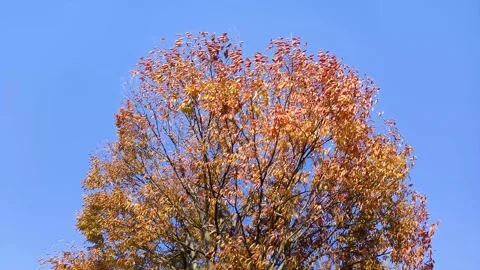 Zelkova tree swaying in the wind Stock Footage 317923210