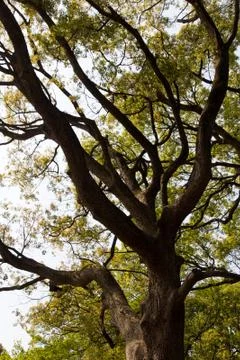 Zelkova trees Stock Photos