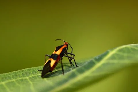 Zelus longipes Stock Photos