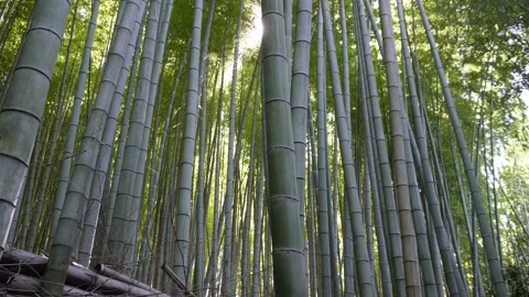 Zen atmosphere in tranquil bamboo forest with sunlight rays Stockbeeldmateriaal 314926222