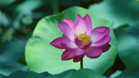 Zen Background Concept with Pink Lotus Flower in Peaceful Pond Stock Footage 247314040