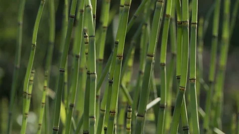 Zen bamboo background Stock Footage 100667130