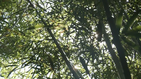 Zen Bamboo Light Transition Stock Footage 100667078
