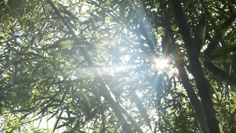 Zen Bamboo Magic Light Vidéo 106445203