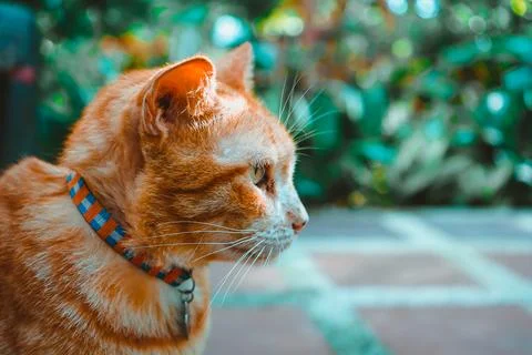 Zen Cat Stock Photos