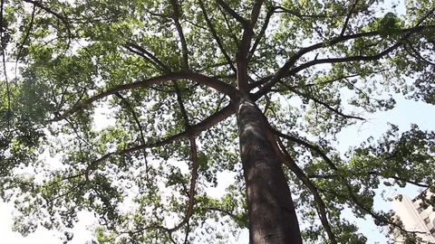 Zen concept with huge spreading canopy of a tropical ceiba tree blowing on wind Stock Footage 108552666