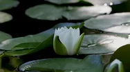 Zen Garden View Of A White Lotus Flower Close Up And Floating In A Pond.   Stock Footage