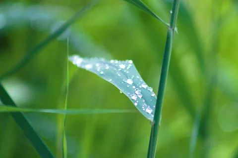 Zen leaf with water drops on it closeup view with foreground focus Foto stock