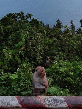 Zen Monkey (Vietnam) Stock Photos