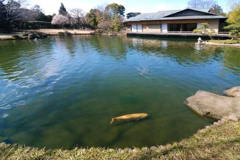 Zen pond Stock Photos