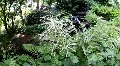 ZEN Relax, Botanic Garden 3696 HD Footage