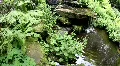 ZEN Relax, Botanic Garden 3699 HD Footage