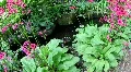 ZEN Relax, Primroses at a Spring 3703 HD Footage