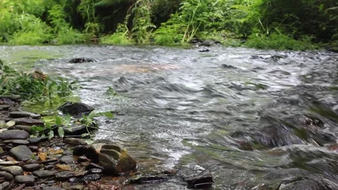 Zen river stream flowing over rocks in peaceful forest Stockbeeldmateriaal 335661991