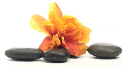 Zen rocks and hibiscus loop V2 - HD Video stock 572539
