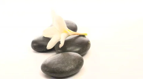 Zen rocks and plumeria loop V2 - HD Stock-Footage 572602