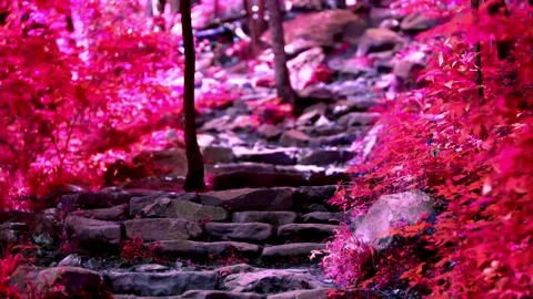 A Zen, stone pathway up a mountain with beautiful red foliage Stock Footage 133656952