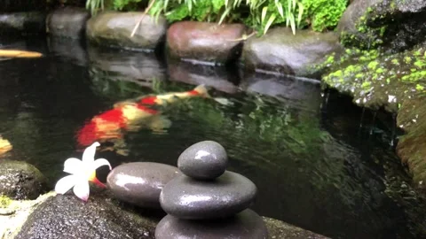 Zen Stone Stack with Frangipani Flower and Koi Fish in Tropical Water Garden Видео 333245561