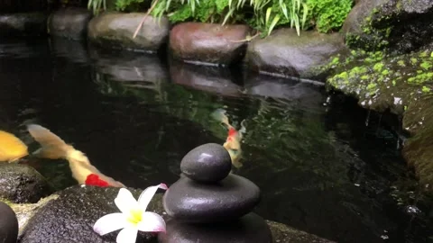 Zen Stone Stack with Frangipani Flower and Koi Fish in Tropical Water Garden Видео 333245563
