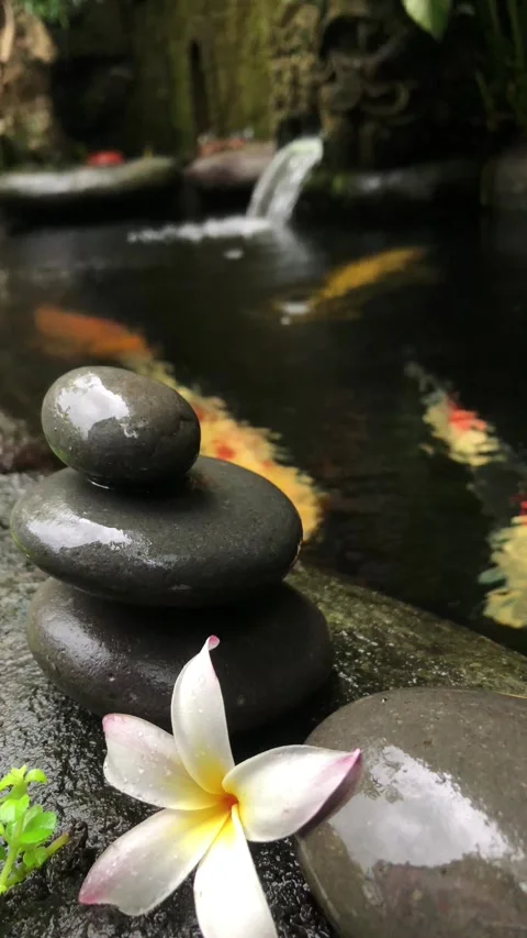 Zen Stone Stack with Frangipani Flower and Koi Fish in Tropical Water Garden Stock Footage 333245577