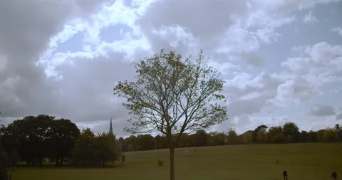 Zen Tree and Cloud in Brockwell Park|  4k 動画素材 144034771