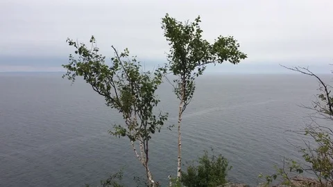 Zen Tree Meditation Vídeo Stock 79112427