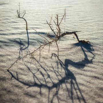 Zen twig Stock Photos