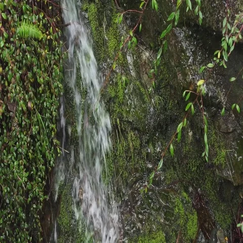 Zen waterfall flowing down lush green, moss-covered rocks - slow motion w/ tilt Stock Footage 69722460