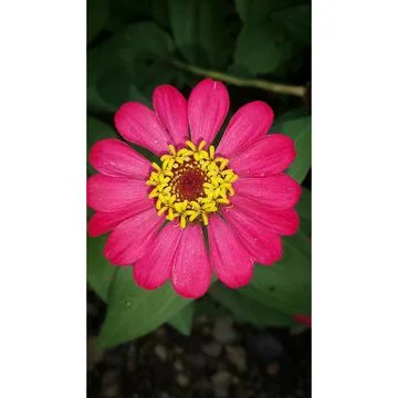 Zenia Stock Photos
