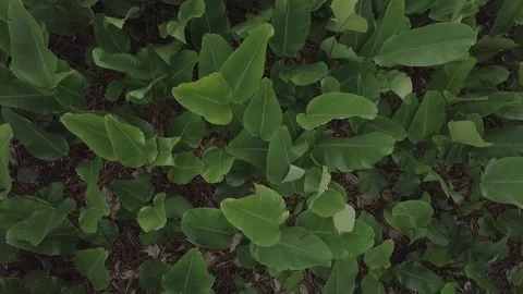 Zenital Leaves Video stock 130477779