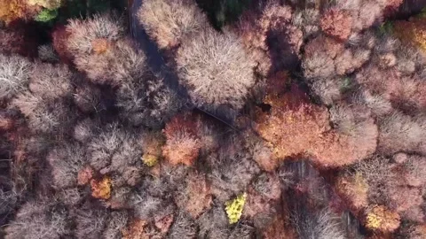 Zenital montseny arbres cotxe Stock Footage