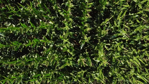 Zenith aerial view moving close to a corn filed Vidéo 247325655