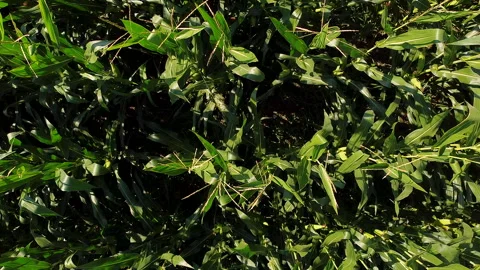 Zenith aerial view moving close to a corn filed Видео 247325752