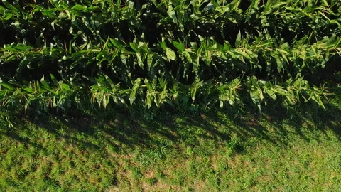 Zenith aerial view moving from corn filed to fallow field Vidéo 247325749