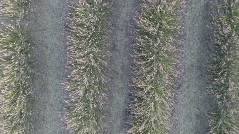 Zenith Ascendent View Over Lavender Field Video stock 134437810