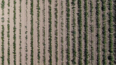 Zenith drone aerial view of a soy field with a agricultural machine working Stock Footage 124254152