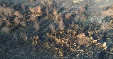 Zenith perspective of scorched earth next to green trees The Concept of Con.. 스톡 동영상 327234015