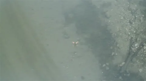 A zenith view of a drone reflecting in the water while flying. Vídeo Stock 51386042