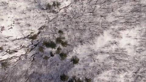Zenithal Drone shot of a winter forest Canada Quebec nature Vídeo Stock 227220134