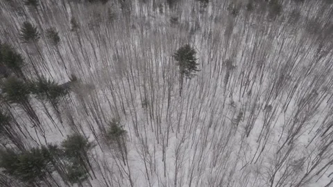 Zenithal Drone shot of a winter forest Canada Quebec nature winter wonderland 库存影片 293650157