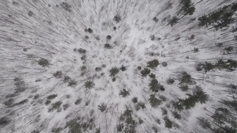 Zenithal Drone shot of a winter forest Canada Quebec nature wonderland Vídeo Stock 293650613