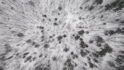 Zenithal Drone shot of a winter forest Canada Quebec nature Christmas Vídeo Stock 293650922